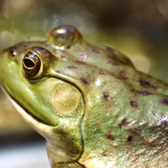 True Frogs - American Bullfrog, invasive colony