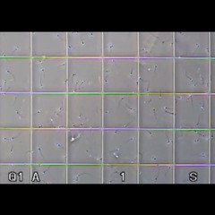 Heliogabalus; or, the Crowned Anarchist