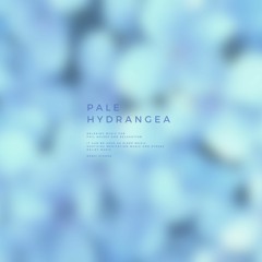 Pale Hydrangea