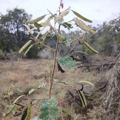 Merry Christmas from The Fam o Lee (Robert Earl Keen cover)