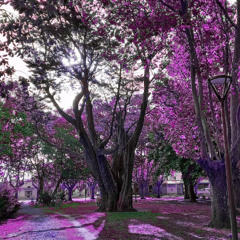 plaza mitre @prod.rulo