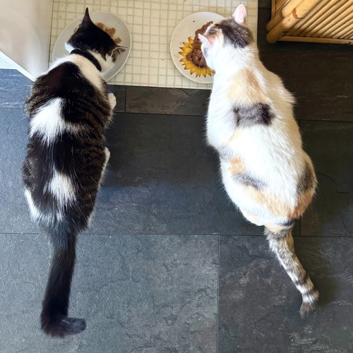 rawr (sophie + dias)