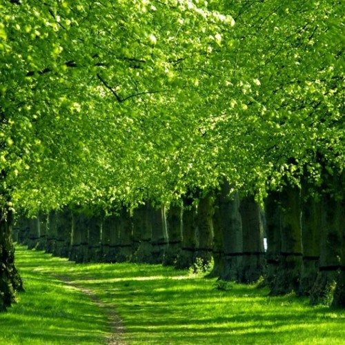 Ciel background music for presentation 💜FREE DOWNLOAD