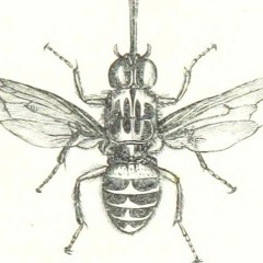 Medical Fly Feat. Zore