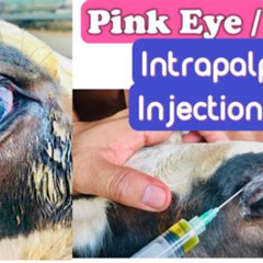 Best Cow Pink Eye Treatment Reviews