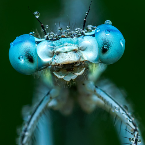 SchlafSchaf (Ahmed&LovvariJam)