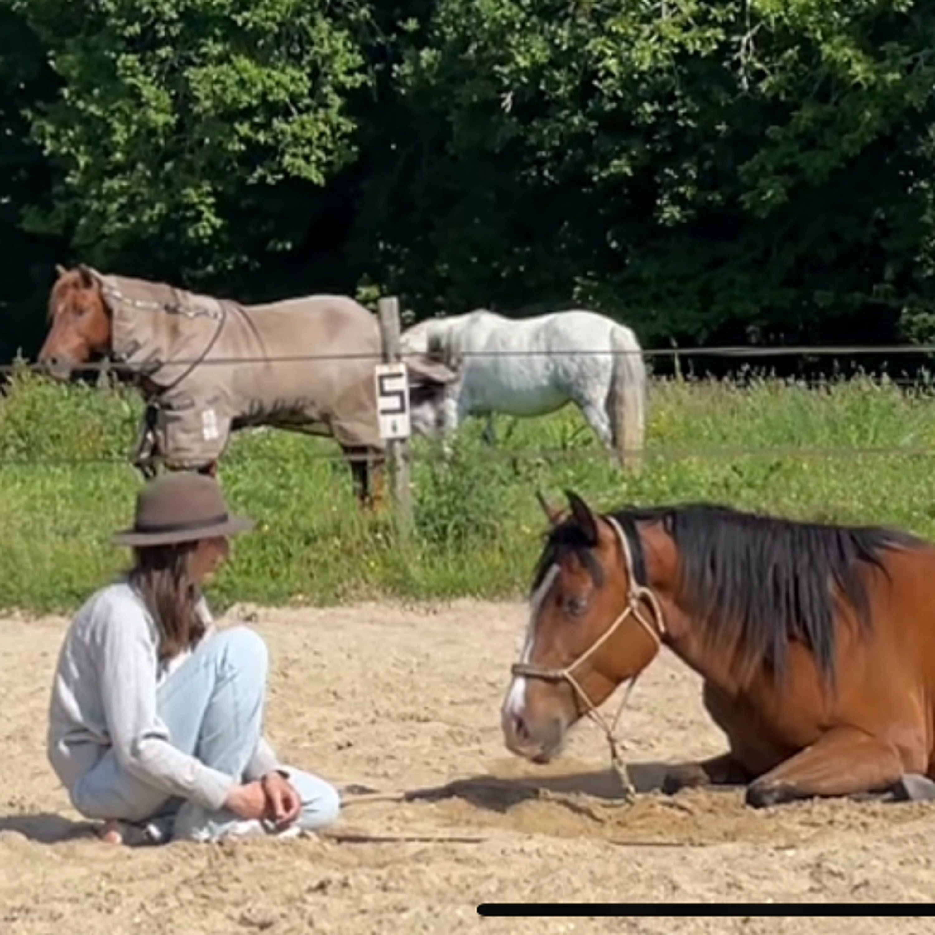 Programme – 4 étapes pour apprendre le coucher à son cheval