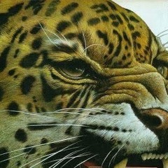 ༄mācüārrā///tribaldrums2026 ✧ ೃ༄*ੈ✩ #STRIPWAVE