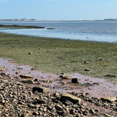 Oysterbed at Lympstone on the Exe estuary