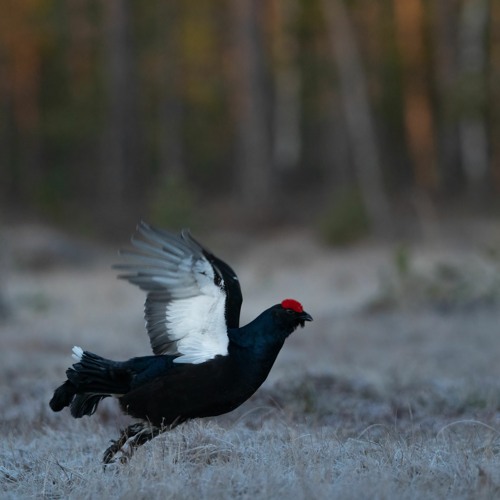 Black Grouse lekking highlights