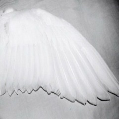 white wings
