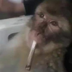 = = ELES PASSAM FAZENDO A RONDA ELAS JOGA NA CARA((RN SUCESSO DE NITERÓI RT SHEIK))