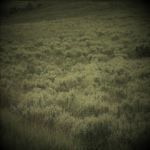 Dreamers' Meadows, II, Wilderness