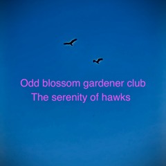 The Serenity Of Hawks In The Sky