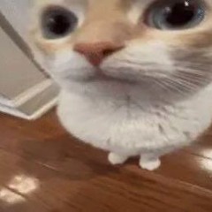 ROBLOX LOUD BYPASSED CHAMOMILE BY KHALIL? AUDIO ULTRA MEGA RARE SUPER RARE LOUD