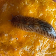 Nerves by Carlos Antonio