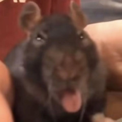 hardwave still exist?