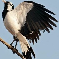 Lark Like
