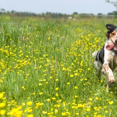 Saucisse accrochée dans le dos