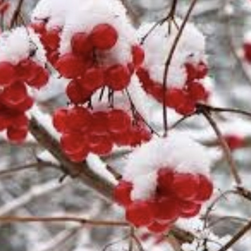 У лузі червона калина
