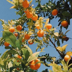 orange fruit (original song)
