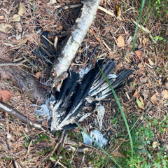 balenci & dyre klær (prod. oxydere)