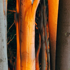 THE FIRST TRUE SPARK