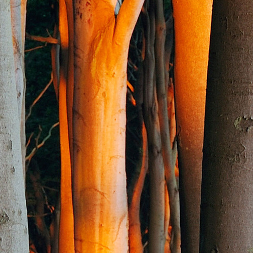 THE FIRST TRUE SPARK