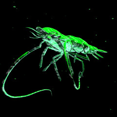 Shrimp Gambito