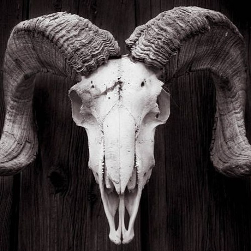 There Is A Fucking Goat Head On My Desk