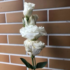 Lotus Flower Bomb - Curly Flip