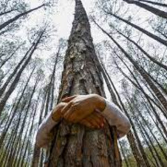 Tree Huggers Ball