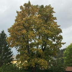 Not So Desperate @125bpm