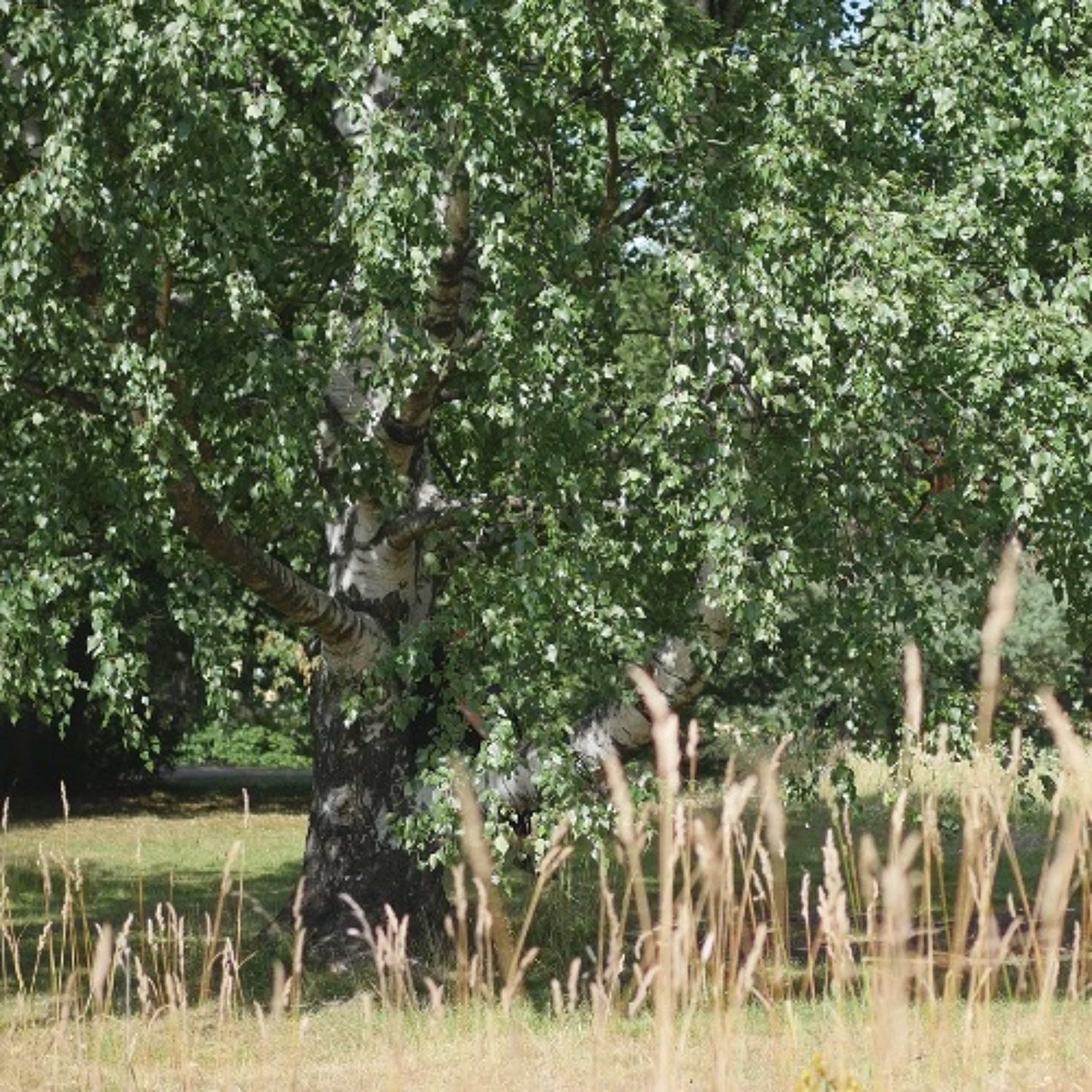 Hos björken i Lappviken-5 episode artwork
