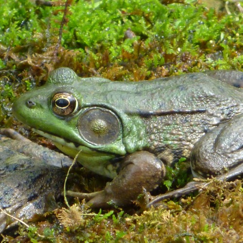 True Frogs - Green Frogs, advertisement calls in a pod