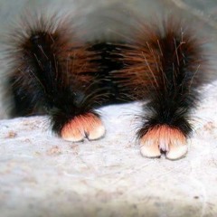 Spider Paws