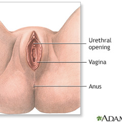 GIANT VAGINA