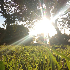 Já tem alguem no seu lugar - com grave - Os Gargantas de ouro