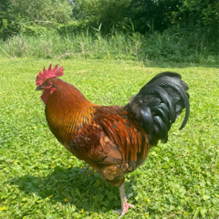 CXNSPIRACY - KOHUTIK JARABY