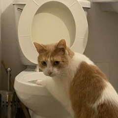 LORDSTER - Turbulence