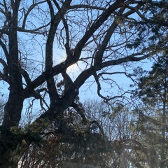 into the tree waves (2023) for solo piano