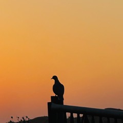 لـيس الغريــب ~ صالح المانعه