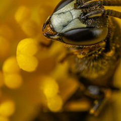Bay Bees