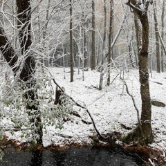 Winter Winds And Falling Snow | New England Winter Soundscape
