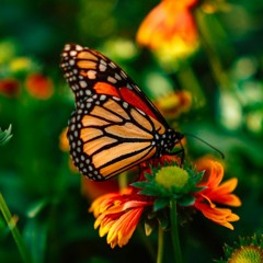 WO DE GE SHENG LI (YOU EXIST IN MY SONG)