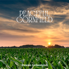 Peaceful Cornfield