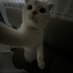 кискмурр2015