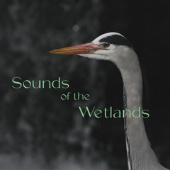 Sound of the Wetlands | Various Artists