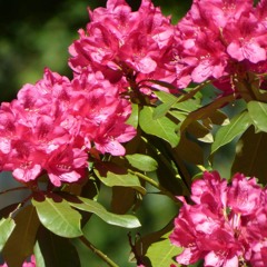 Rhododendron by Kathryn Simmonds