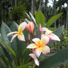 Uchul A Did - Lisa Sandei